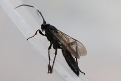 Stenichneumon culpator