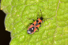 Horvathiolus superbus