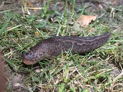 Limax maximus