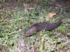 Limax maximus