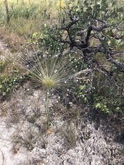 Paepalanthus chiquitensis