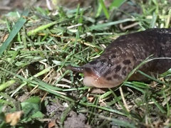 Limax maximus