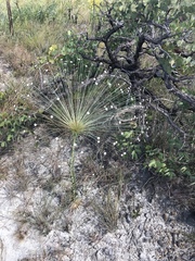 Paepalanthus chiquitensis