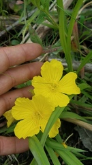 Oenothera pilosella