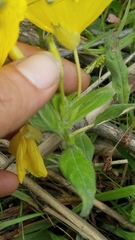 Oenothera pilosella