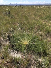 Paepalanthus chiquitensis
