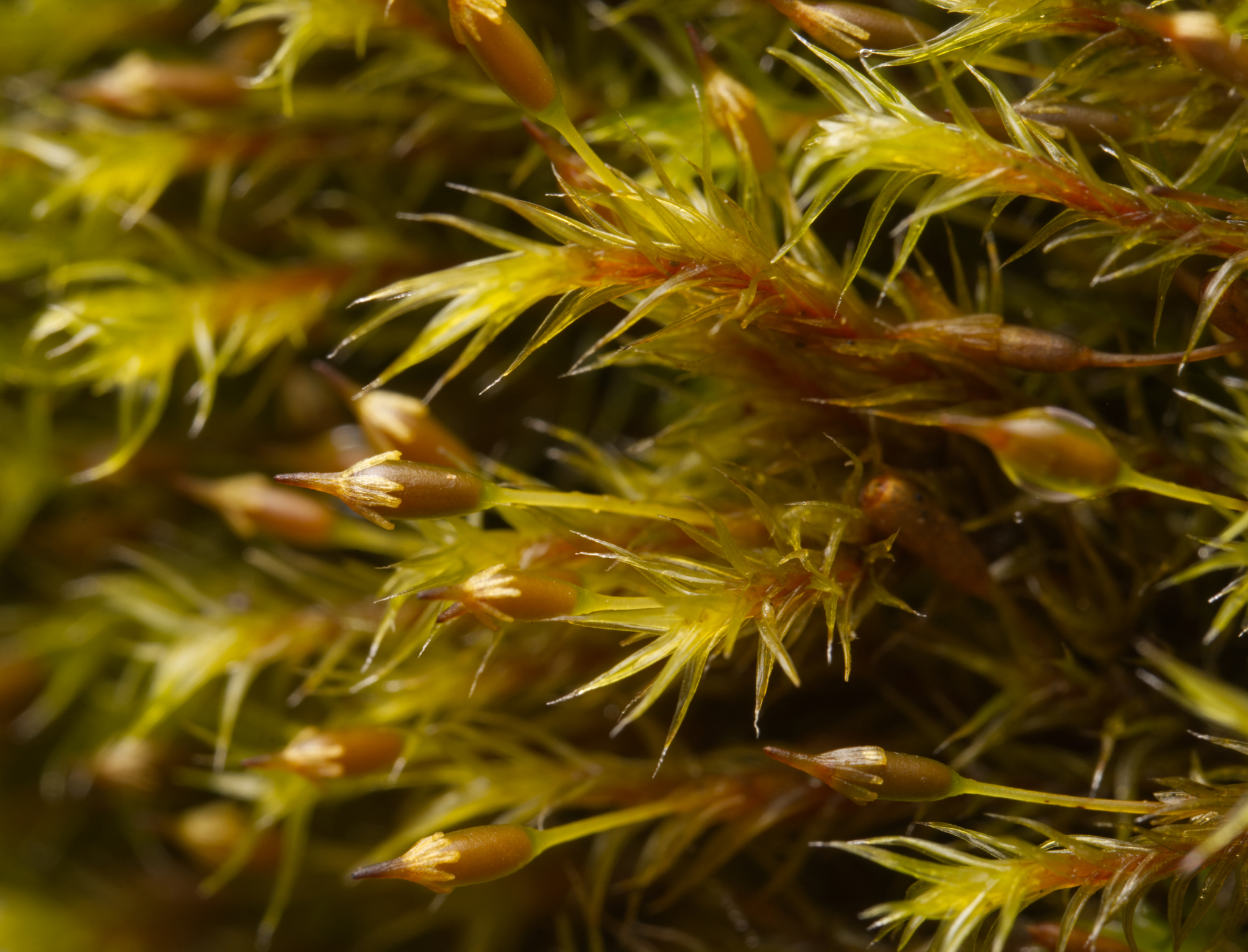 Racomitrium crispulum