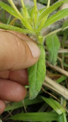 Oenothera pilosella