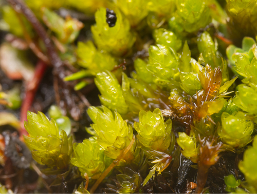 Ochiobryum blandum, 2024-08-19