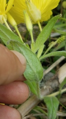 Oenothera pilosella