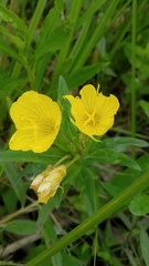 Oenothera pilosella