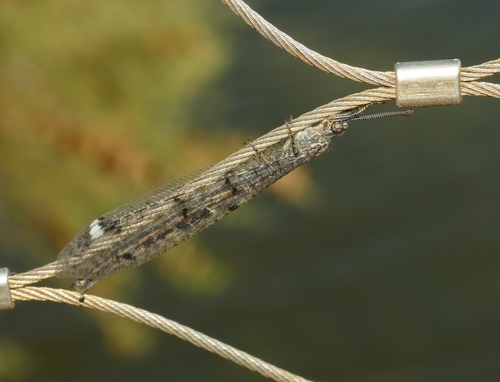 Formicaleone tetramaculato