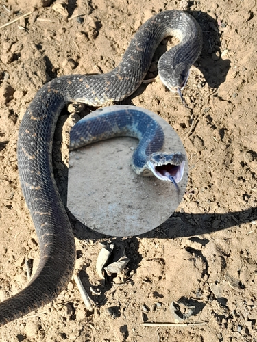 Wagler's Snake