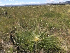 Paepalanthus chiquitensis