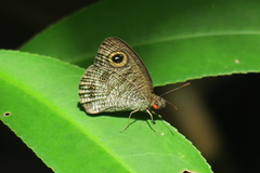 Ypthima horsfieldii humei