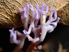 Ramariopsis pulchella