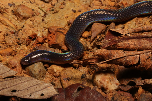 Schmidt's Reed Snake