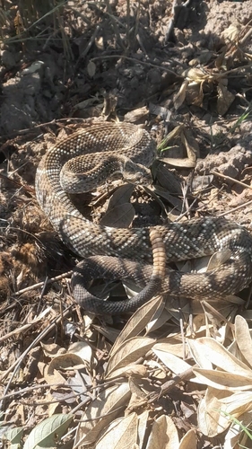 Neotropical Rattlesnake
