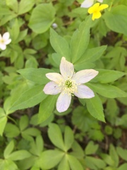 Anemonoides quinquefolia