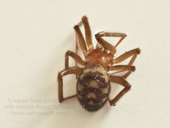 Steatoda grossa