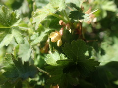 Ribes montigenum