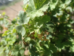 Ribes montigenum