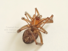 Steatoda grossa