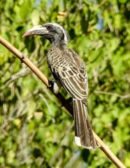 African Grey Hornbill photo 4