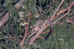Ebony Glider photo 4
