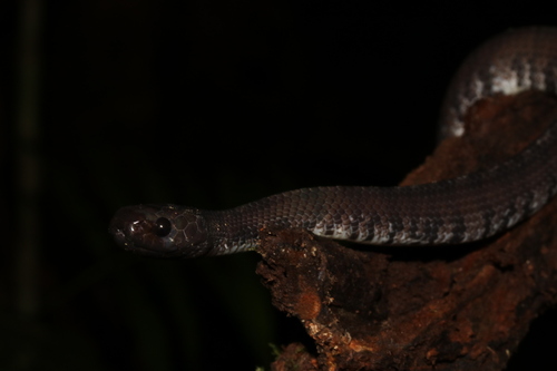 Jamil Slug Snake