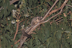 Ebony Glider photo 3