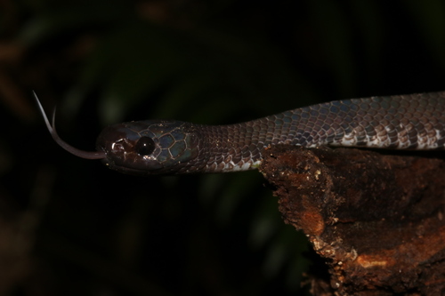 Jamil Slug Snake