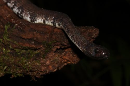 Jamil Slug Snake