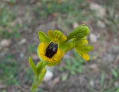 Ophrys lutea lutea