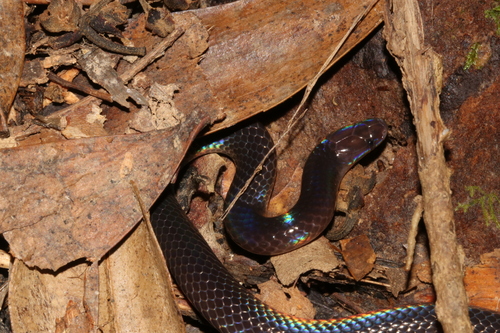 Schmidt's Reed Snake