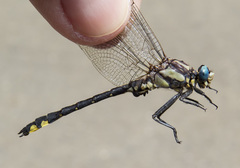 Phanogomphus kurilis
