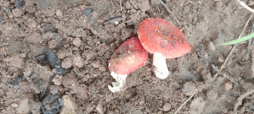 Russula congoana