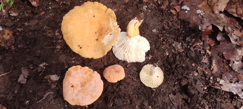 Lactifluus flammans