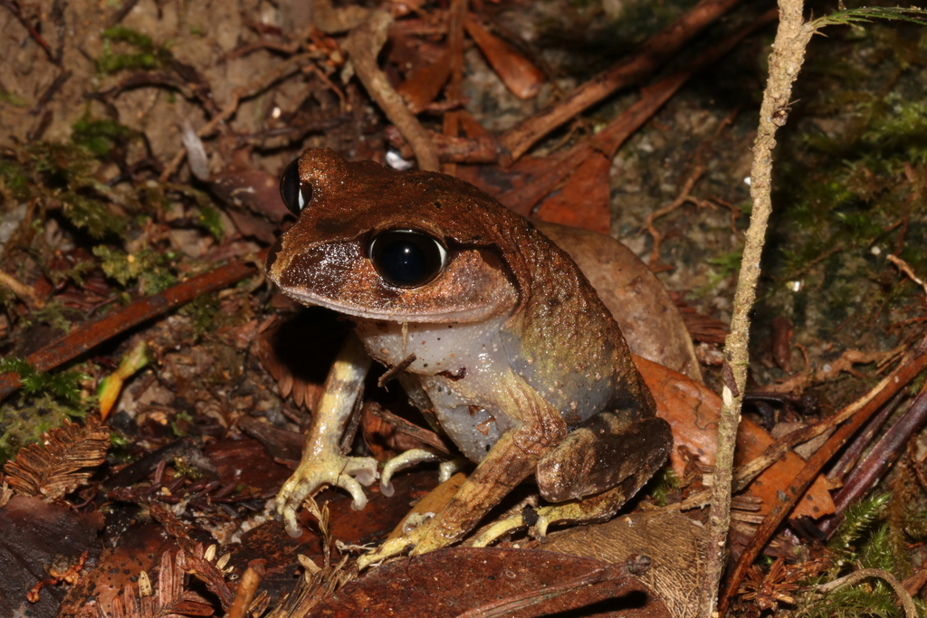 Montane Large-eyed Litter Frog (Leptobrachium montanum)