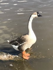 Anser cygnoides domesticus