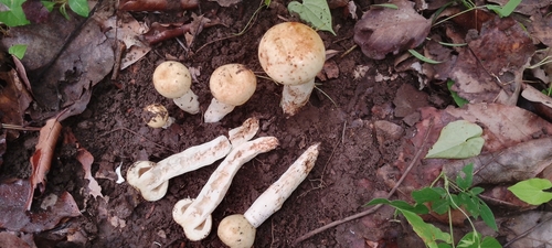 Russula oleifera