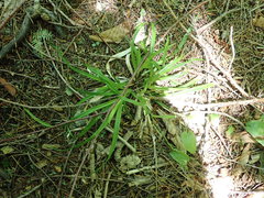 Carex arctata