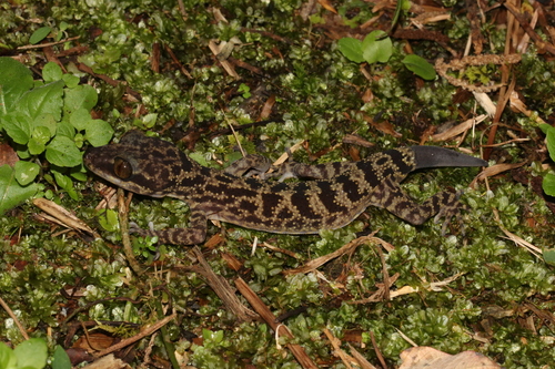 Balu Bow-fingered Gecko, Cyrtodactylus baluensis