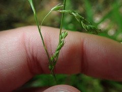 Carex arctata