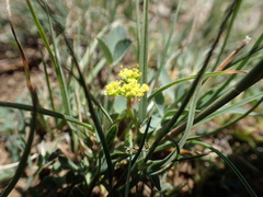 Lomatium greenmanii