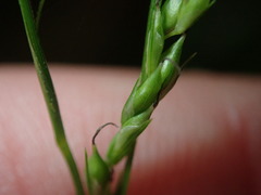 Carex arctata