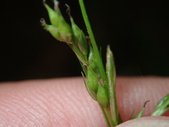Carex arctata