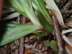 Carex arctata