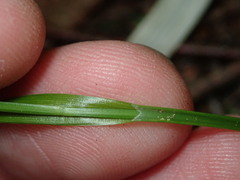 Carex arctata