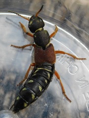 Staphylinus dimidiaticornis